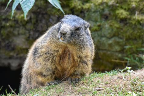 Groundhog Sitting at the Entrance To the Burrow Stock Photo - Image of ...