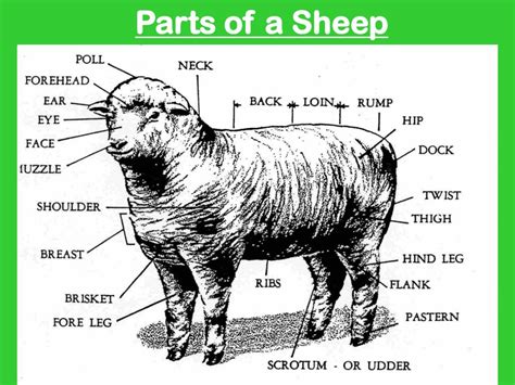 Ppt Comparative Skeletal Systems And External Anatomy Of Livestock And