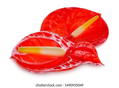 Spadix Flower Isolated On White Background Stock Photo 1490935049 ...