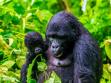 Days Rwanda Gorilla Chimpanzee Trekking Tour Njia African Adventures