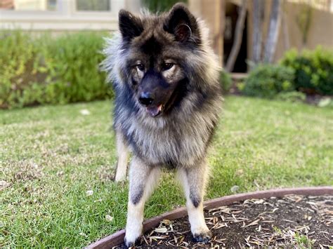 Eurasier Full Profile History And Care