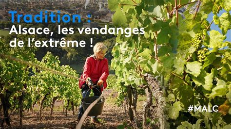 Tradition Alsace Les Vendanges De L Extr Me Youtube