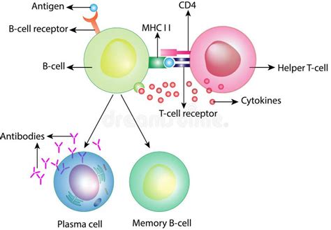 Activering Van Bcell Adaptief Immuunsysteem Plasma Cel En Geheugen B