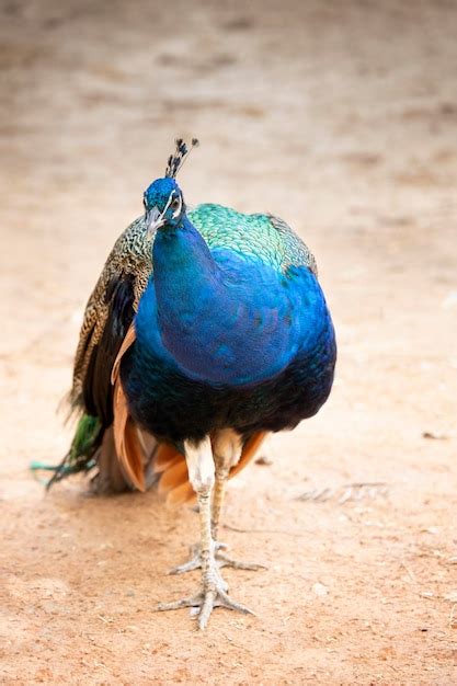 Premium Photo Peacock With Folded Tail