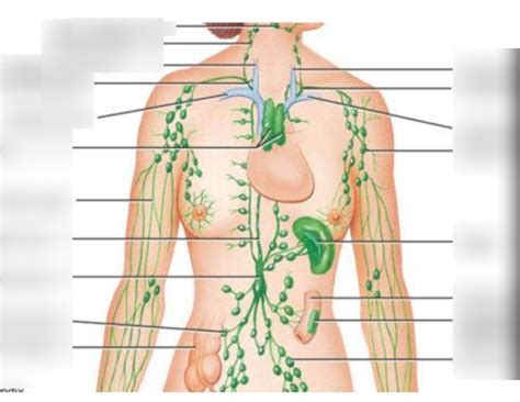 Lymphatic System Diagram Quizlet