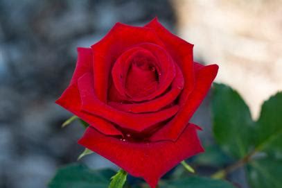 Hybrid Tea Rose