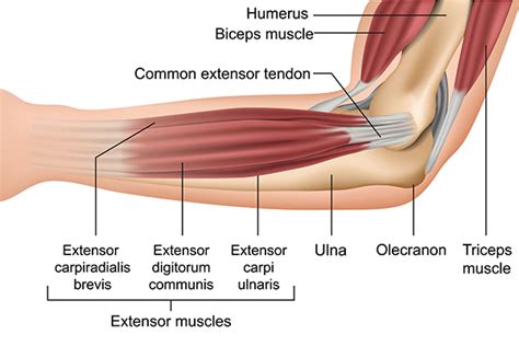 Arm Muscles: Anatomy, Function, and How to Build Them | Health Daily Report