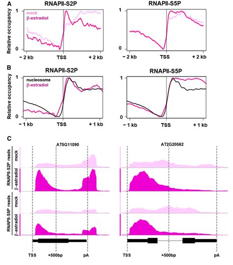 Figure 6 From Critical Role Of Transcript Cleavage In Arabidopsis RNA