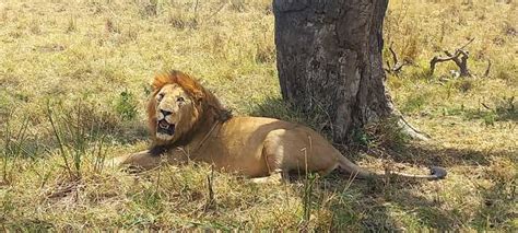 6 Days Masai Mara Lake Nakuru And Amboseli Budget Safari GetYourGuide