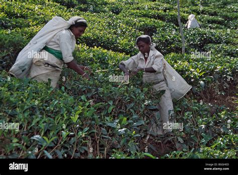 Tea pluckers, Hali Ella, Sri Lanka Stock Photo - Alamy