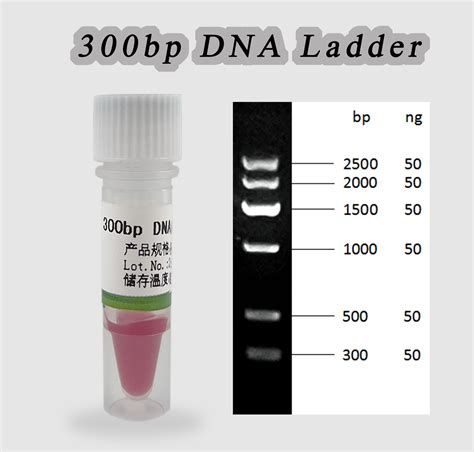 Bp Dna Ladder Bp Bp Bp Bp Dna