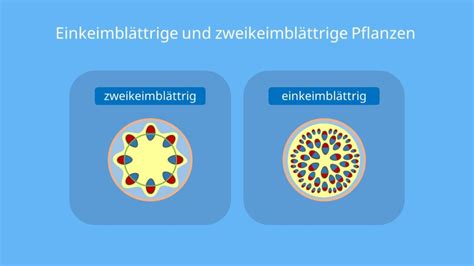 Sprossachse Aufbau Querschnitt Und Funktion Mit Video