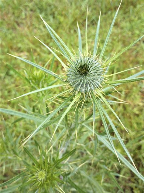 Virginia piedmont native plants – Shenandoah District Civic Association