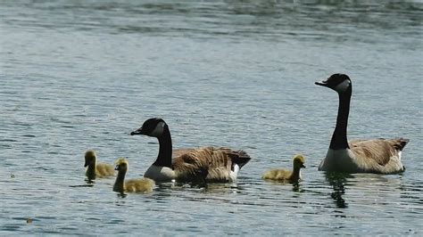 Dscn Oiseau Aquatique Oie Bernache Oison Petit Fam Flickr