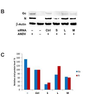 HMVEC L Were Transfected With SiRNAs For 6 H And Then Infected With