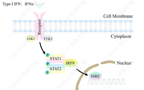 ISRE Luc HEK293 药靶模型 南京科佰生物科技有限公司