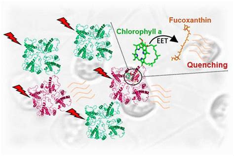 Origin Of Energy Dissipation In The Oligomeric Fucoxanthin Chlorophyll