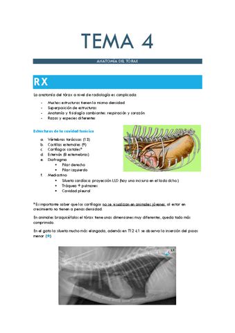 Diagn Stico T Anatom A Del T Rax Pdf