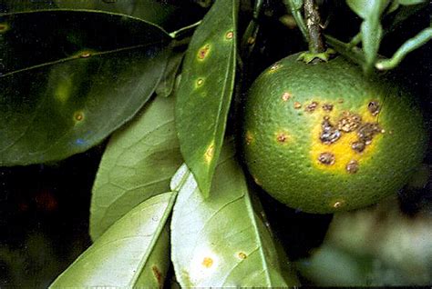 Citrus Canker Citrus Orange Plantsdb