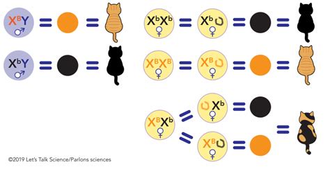 The Science Behind The Calico Cats Colours Lets Talk Science