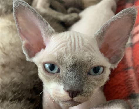 Devon Rex Breed Info & Characteristics | Sphynx and Devon Rex Breeder
