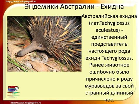 Эндемики Австралии - Кенгуру - презентация онлайн