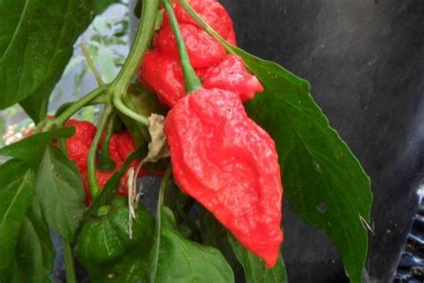 King Naga Pepper seeds | Super Hot Chiles