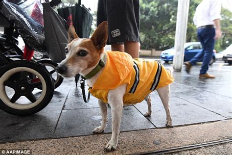 Sydney Streets Flooded Due To Wet Weather And Heavy Rain Daily Mail Online