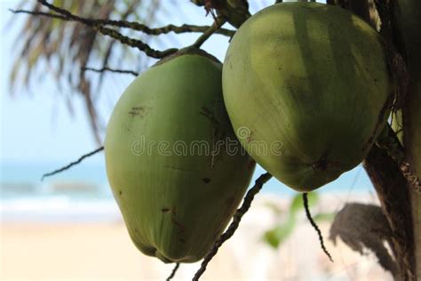 Coconut in the beach stock image. Image of beach, happy - 159219273