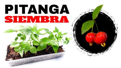 C Mo Sembrar Pitanga Eugenia Uniflora De Manera Sencilla Una