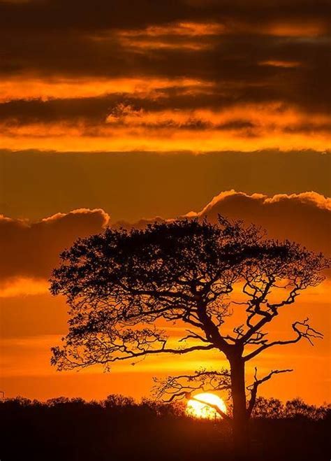 Serengeti sunset in merseyside – Artofit