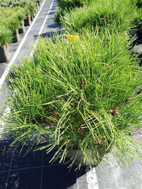 Pinus nigra Marie Bregeon (Пинус нигра Мари Брегон)