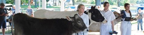 Dairy Cattle Newaygo County Fair