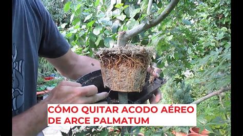 QUITAR ACODO AÉREO DE ARCE PALMATUM CÓMO HACER BONSÁIS YouTube