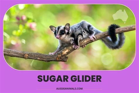 Discover the Sugar Glider | Aussie Animals