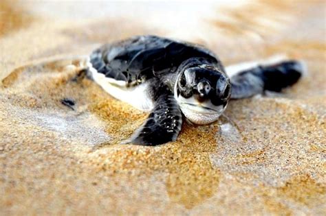 Hawksbill Sea Turtle – "OCEAN TREASURES" Memorial Library