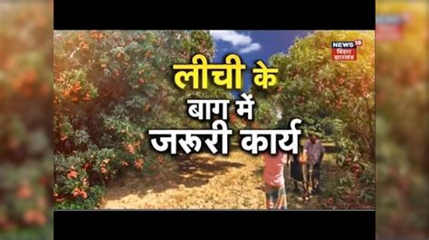 Annadata लीची की खेती कैसे करें यहां जानें Litchi Ki Kheti In