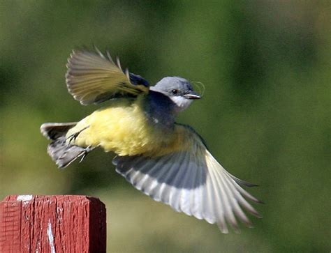 Kingbird Cassin S Tyrannus Vociferans Taken In Lake Los Flickr