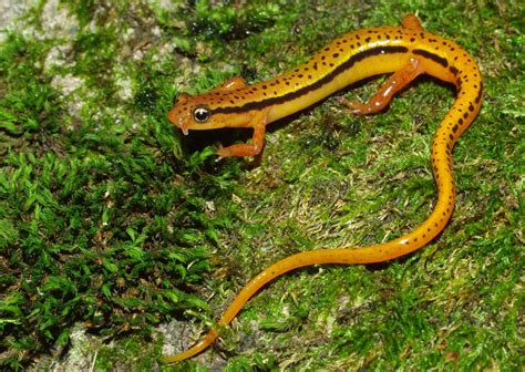 Blue Ridge Two Lined Salamander Eurycea Wilderae A Photo On Flickriver