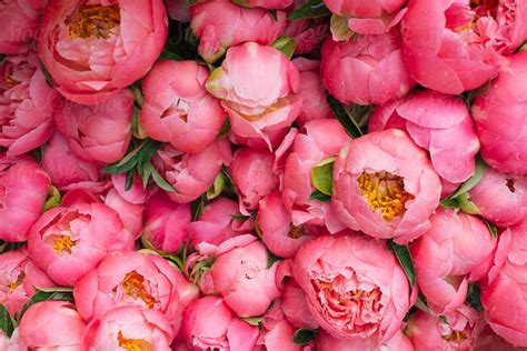 Pink Peony Flower Background By Stocksy Contributor Kristin Duvall