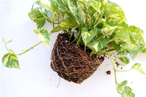 How To Repot Pothos