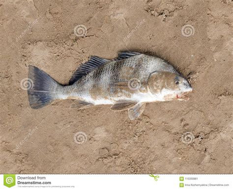 Fish Black Drum Pogonias Cromis On The Sandy Beach Stock Image Image