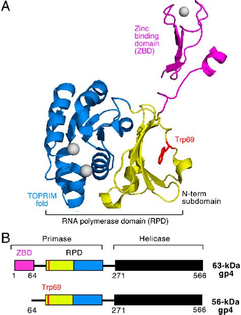 Gene 4 Proteins Of Bacteriophage T7 A Structure Of T7 Dna Primase Download Scientific