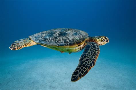 sea turtle