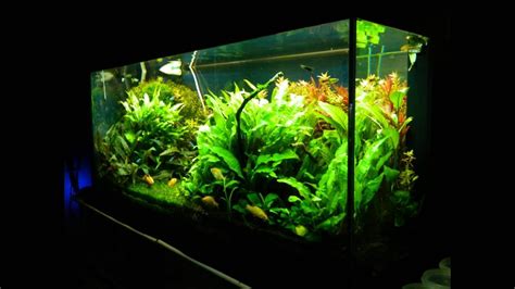 Aquapaisagismo Aquascaping 200l YouTube