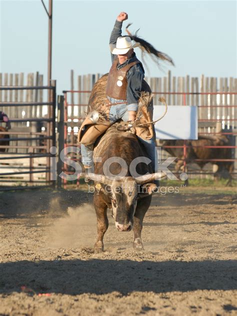 Bull Riding stock photos - FreeImages.com