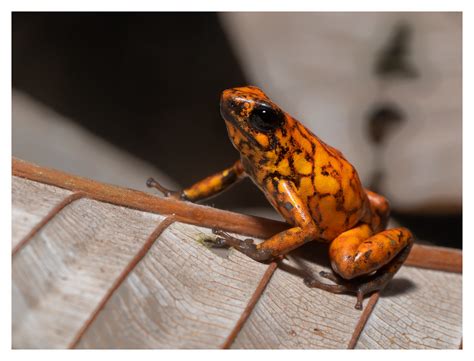 Oophaga Sylvatica Esmeraldas Province Ecuador Joseph Beck Flickr