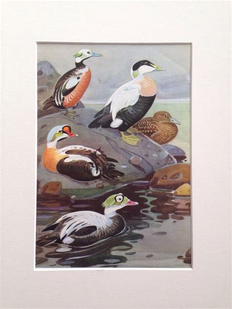 1968 Colourful Original Vintage Duck Print Matted And Ready To Frame