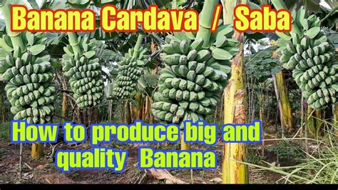 How To Produce Big And Quality Cardava Saba Banana Paano Magpalaki