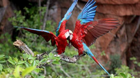 Observa O De Aves Aliada Na Prote O Da Biodiversidade Das Unidades